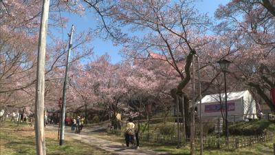 【１２２ｃｈ】高遠城址公園桜情報