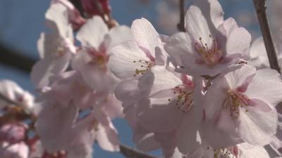 【１２２ｃｈ】高遠城址公園桜情報